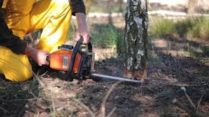 How Our Tree Care Process Works  in Sandwich, IL